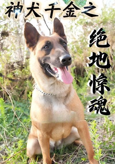 神犬千金之絕地驚魂