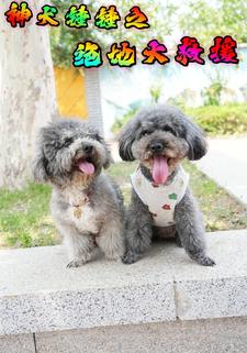 神犬錘錘之絕地大救援