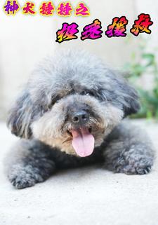 神犬錘錘之極速援救