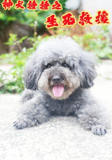 神犬錘錘之生死救援