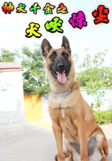 神犬千金之犬吠驚塵
