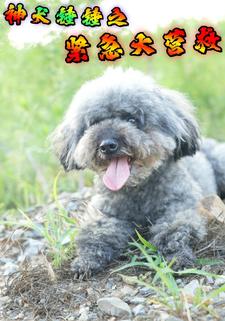 神犬錘錘之緊急大營救
