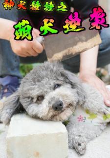 神犬錘錘之萌犬逆襲