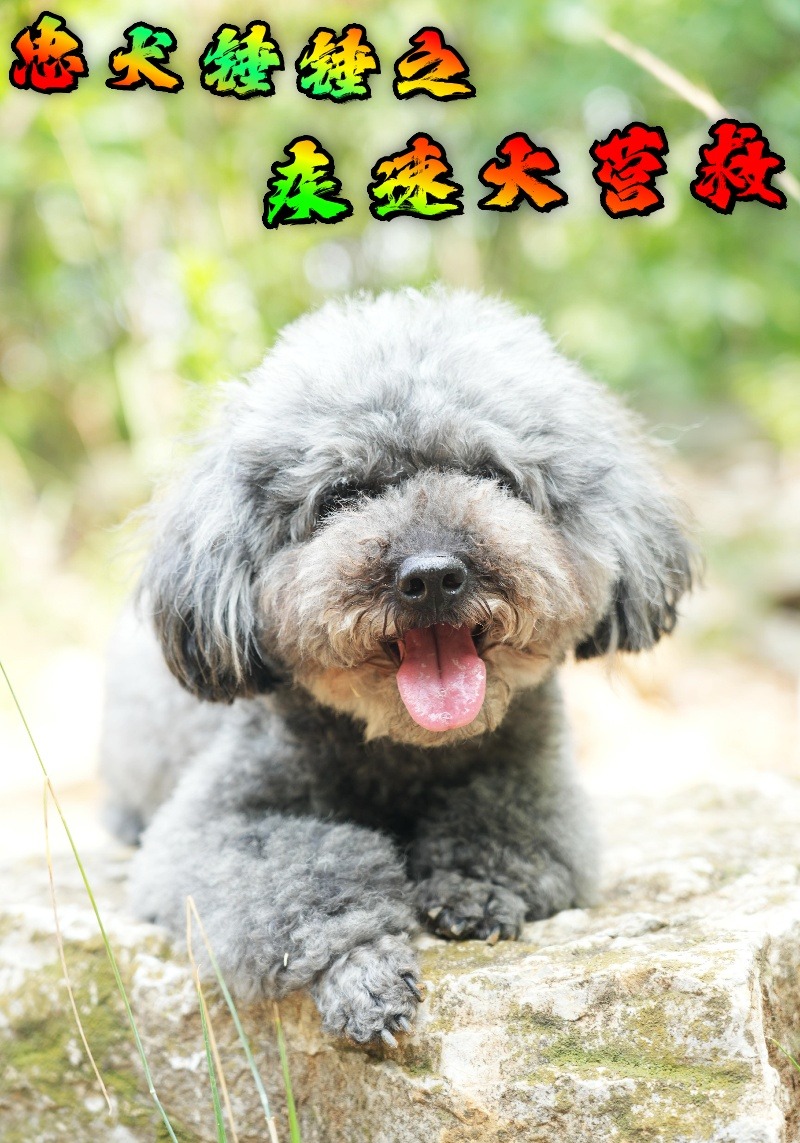 忠犬錘錘之疾速大營救封面圖