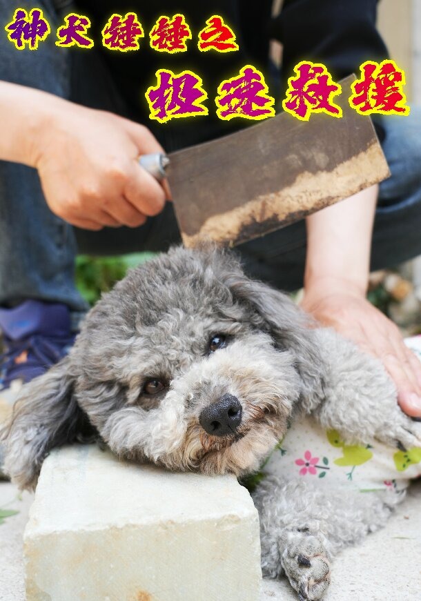 神犬錘錘之極速救援封面圖