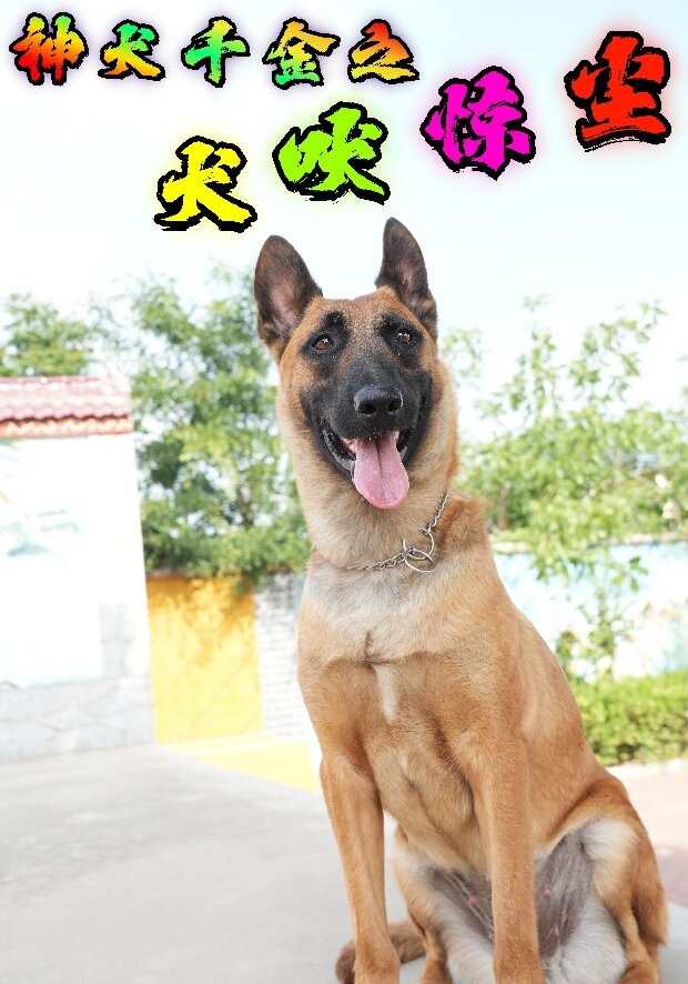 神犬千金之犬吠驚塵封面圖